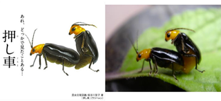 Illustration for article titled Bug Sex Book Sparks Surprising Controversy